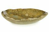 Polished Fossil Coral (Actinocyathus) Dish - Morocco #294071-1